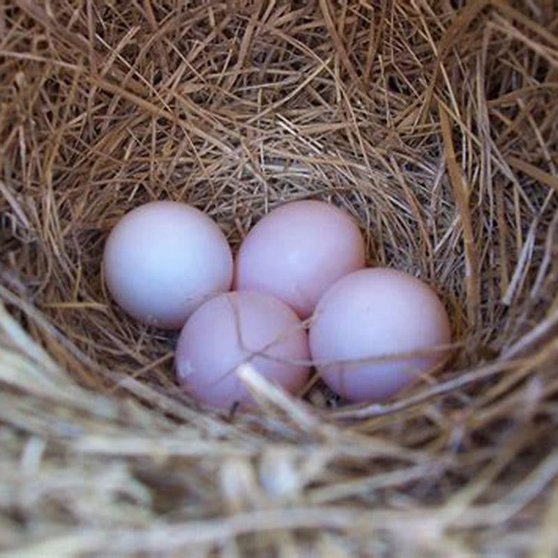 Which animal has pink eggs?
