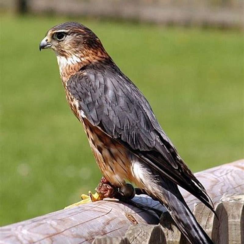 Which bird do you like the most Why do you like it?