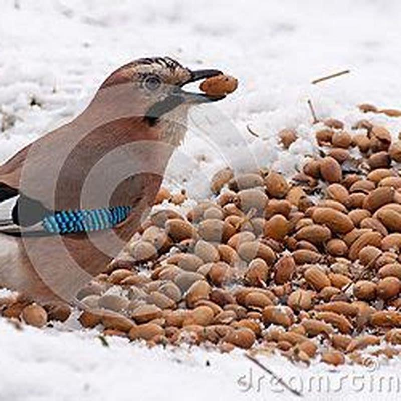 Which bird eats acorns? - DIY Seattle