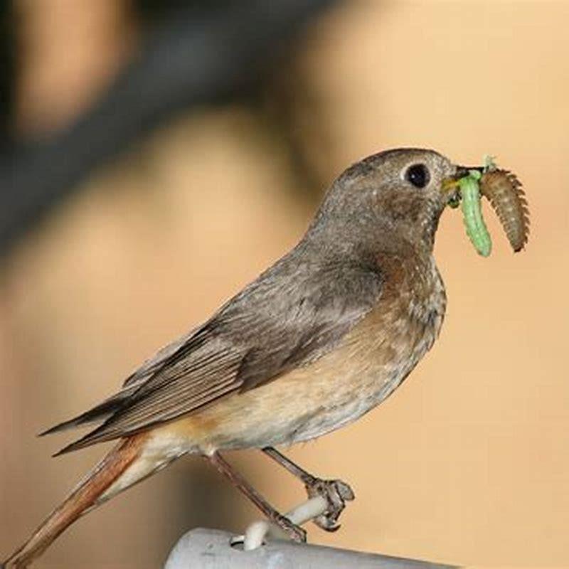 which-bird-eats-flies-diy-seattle