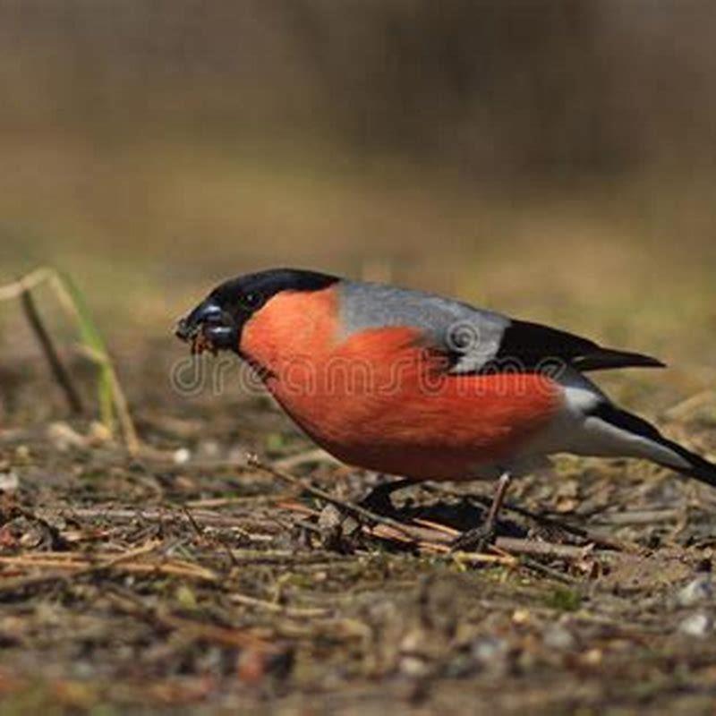 which-bird-eats-only-grass-diy-seattle