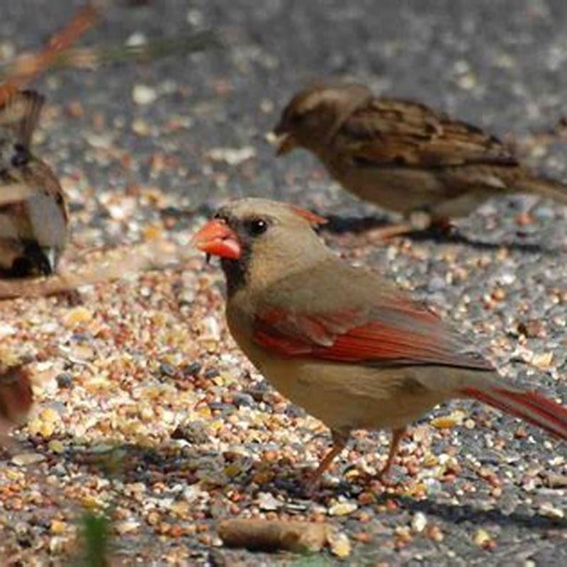 Which bird has an orange beak?