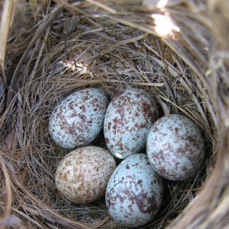 Which bird has black eggs?