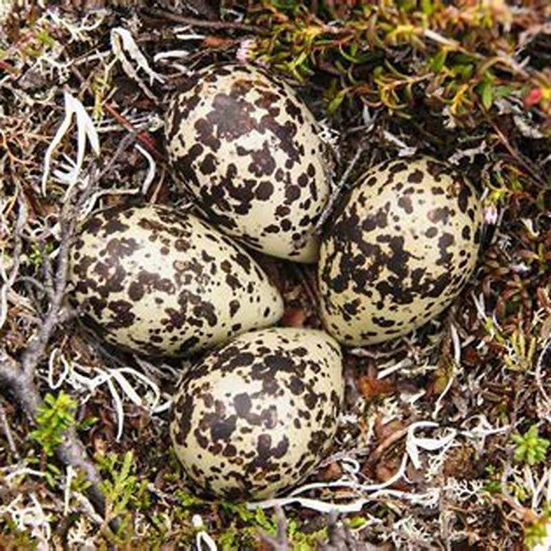 Which bird has golden eggs?