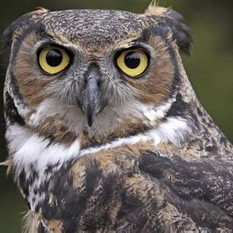 Which bird is active during night?