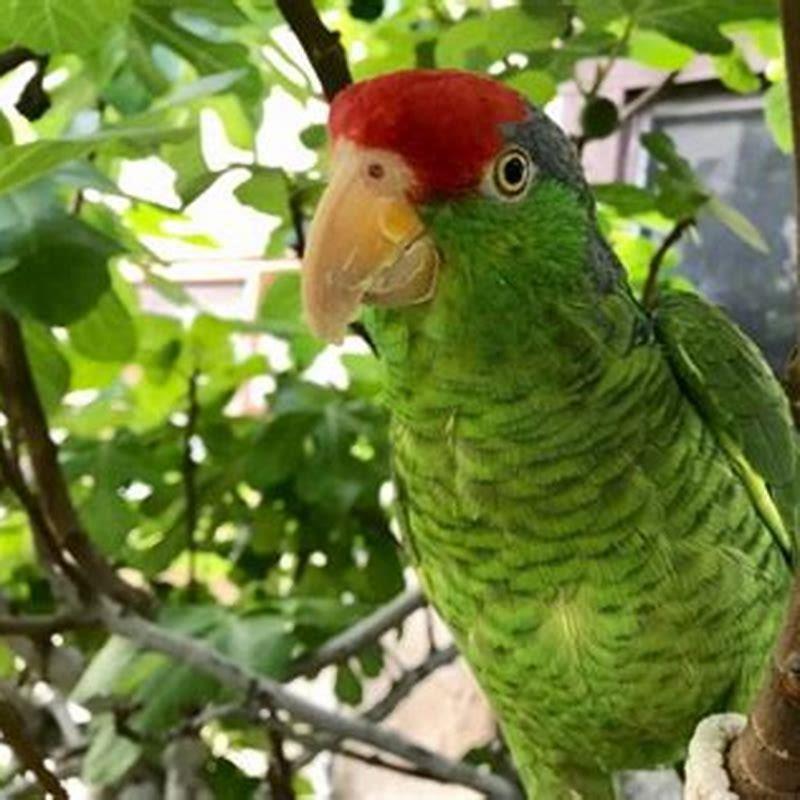 Which bird is lucky for home?