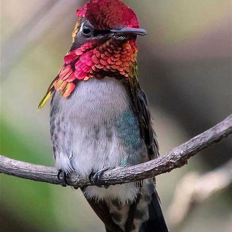 Which bird is the smallest among?