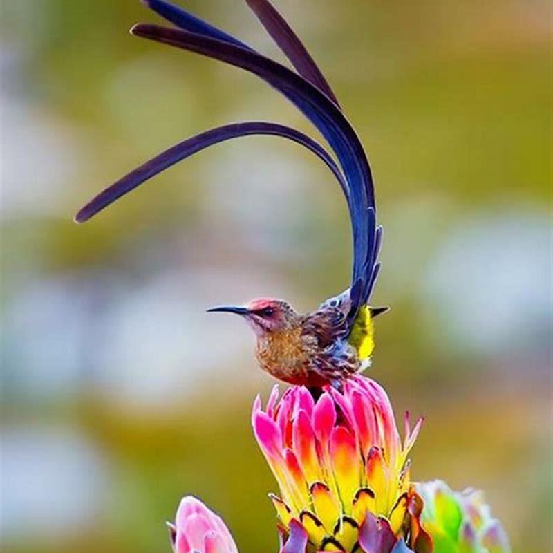 Which birds are birds of paradise?