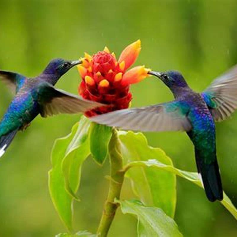 Which birds are the best pollinators?