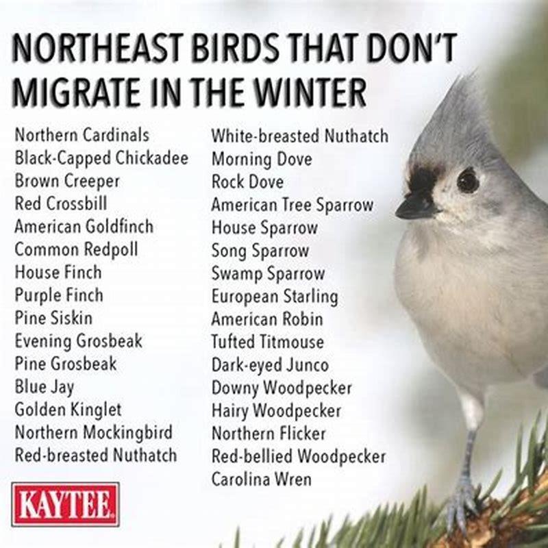 Which birds do not migrate south for the winter? - DIY Seattle