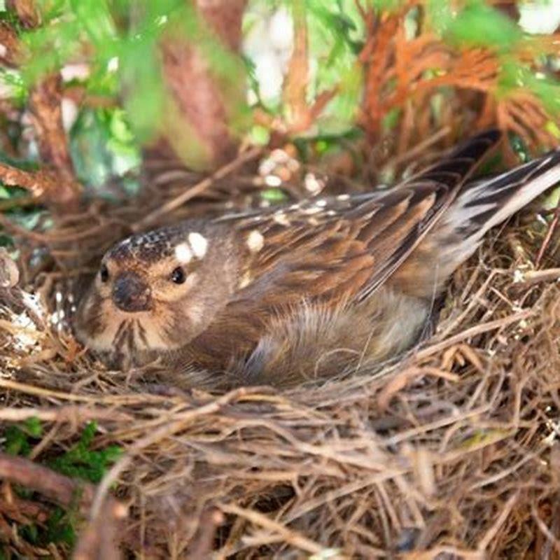 which-birds-lay-eggs-all-the-time-diy-seattle