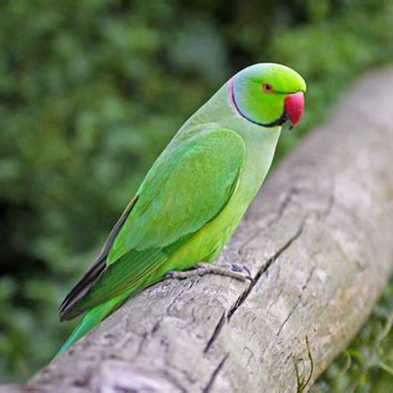 which-indian-parrot-found-diy-seattle