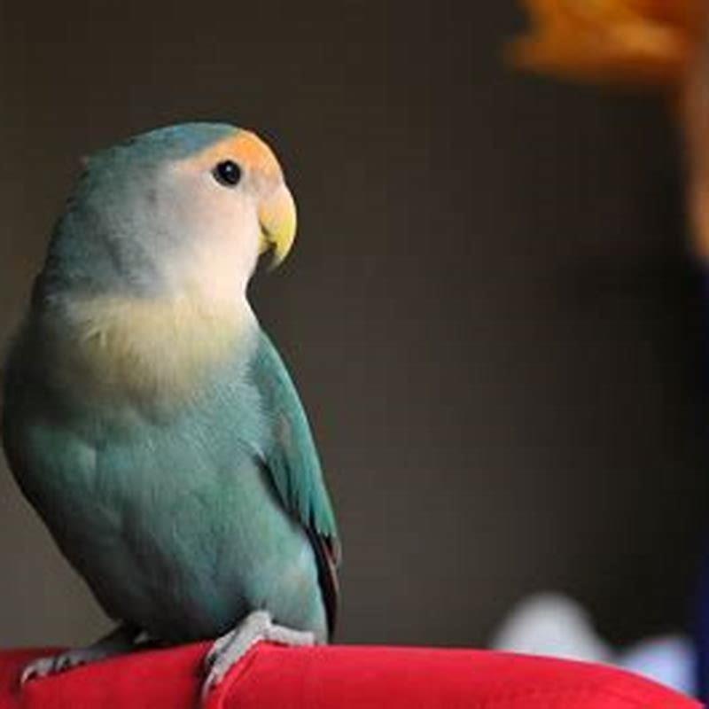 Which is the best bird to keep as a pet? DIY Seattle