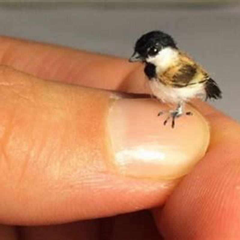 Which is the smallest bird in the world sparrow diy seattle