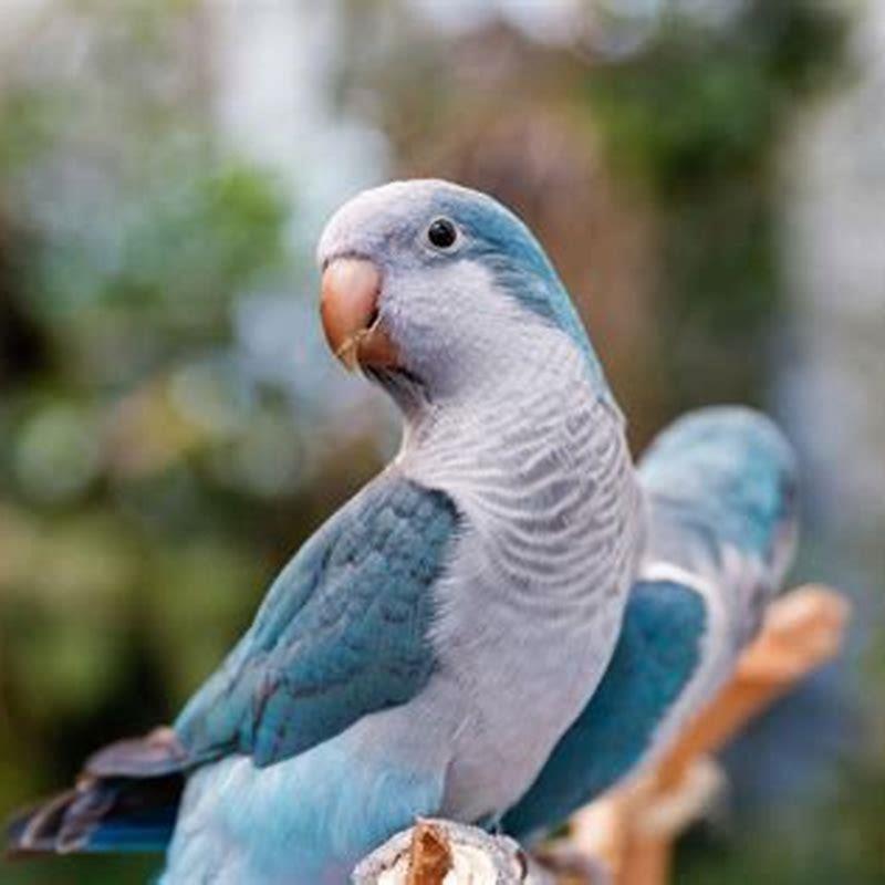 Which parrot is best for talking?