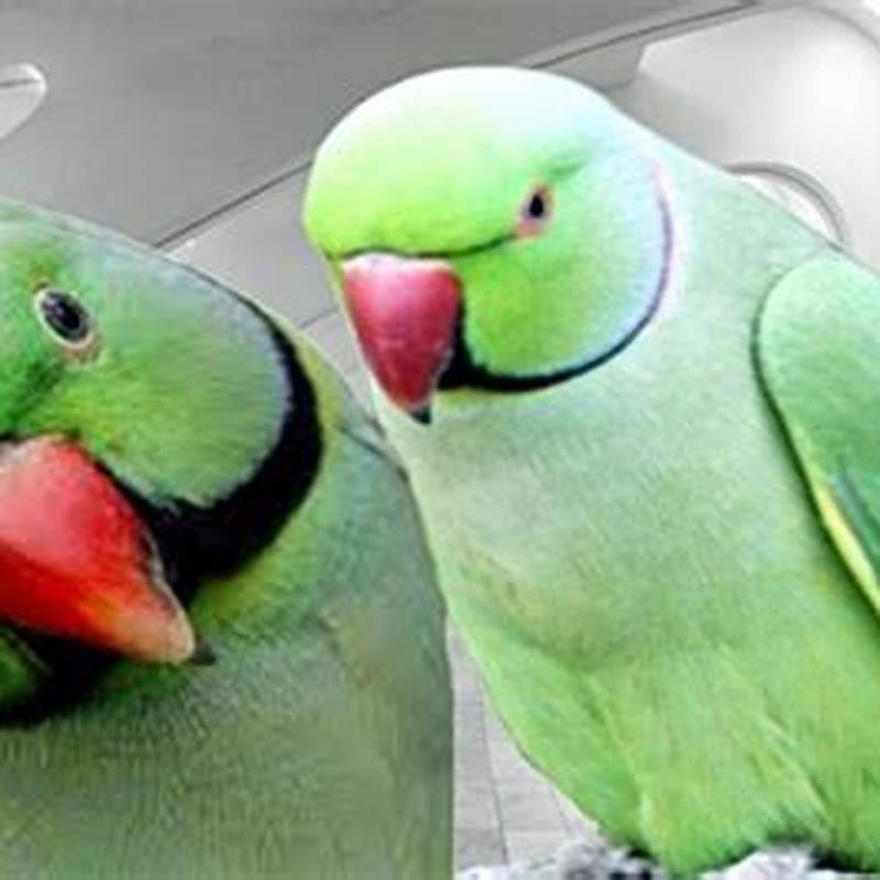 Which Talking Parrot Is Best For Beginners Diy Seattle