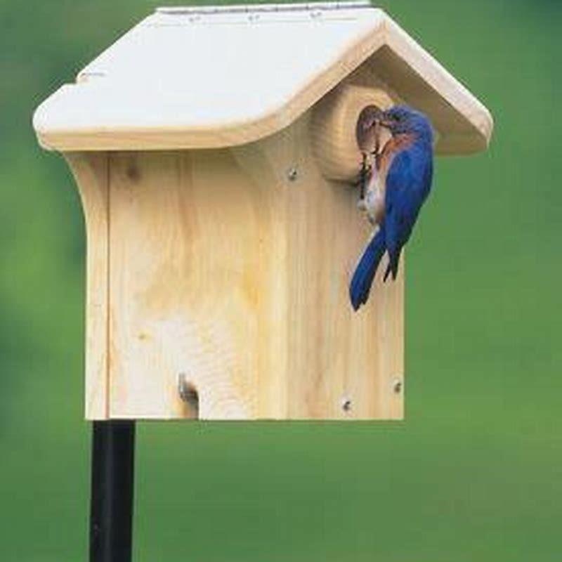 Which way do you face a bluebird house? DIY Seattle