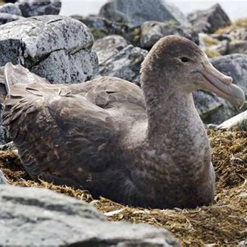 Who are the most well known of Antarctica bird?