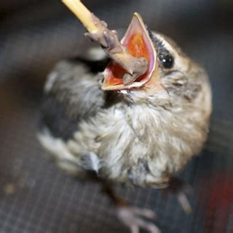 who-can-i-call-about-baby-birds-diy-seattle