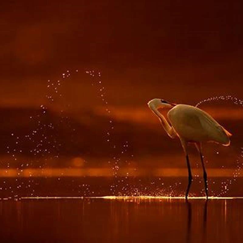 Who is called the painter of birds in India?