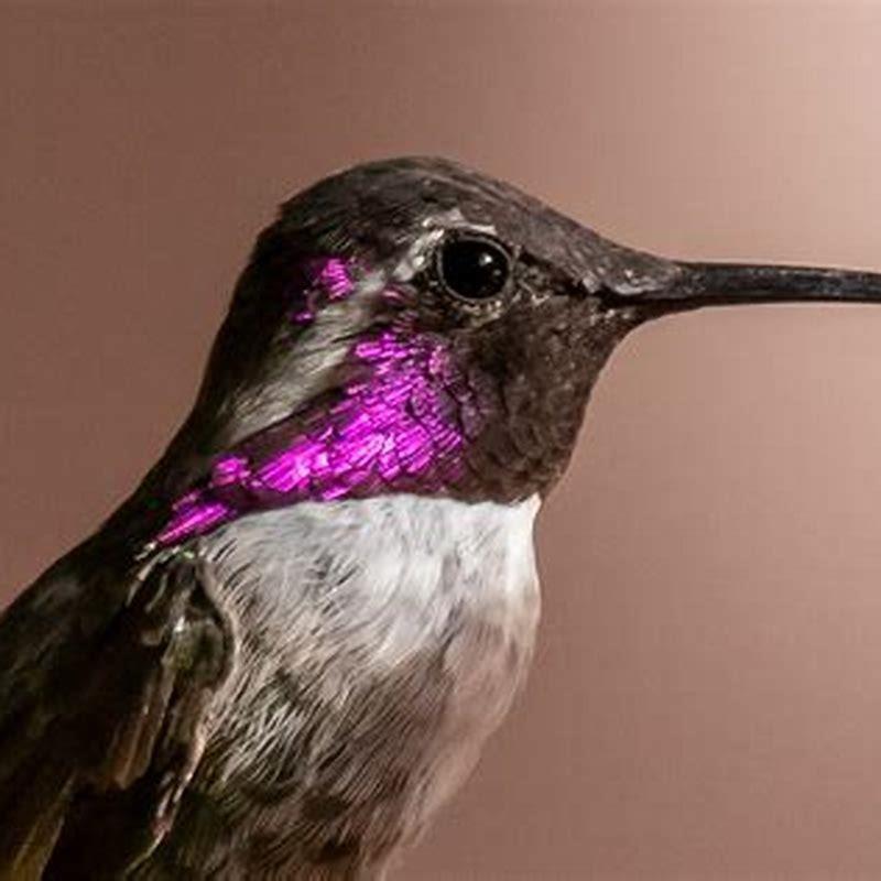 Who is Costa’s hummingbird named after?