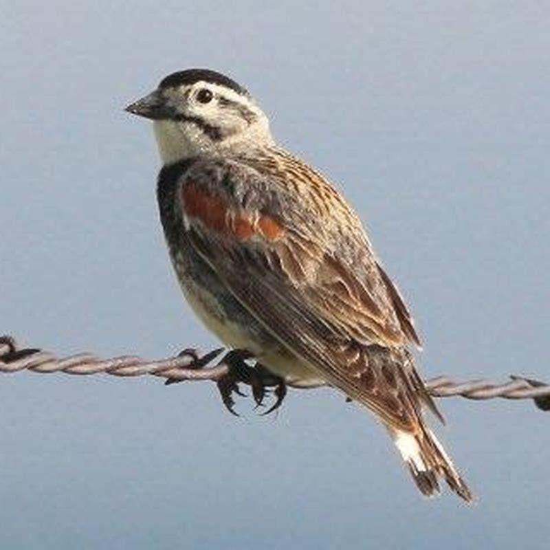 Who is McCown’s Longspur named after?