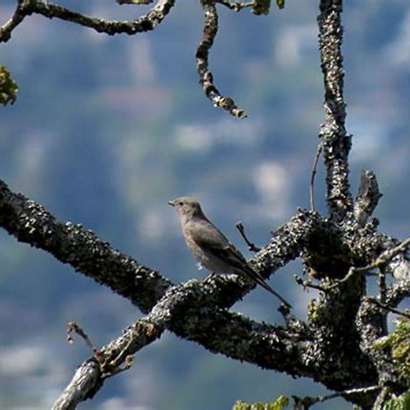 Who is Townsend’s Solitaire named for?