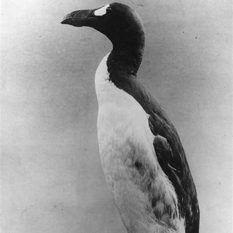 who-killed-the-last-great-auk-diy-seattle