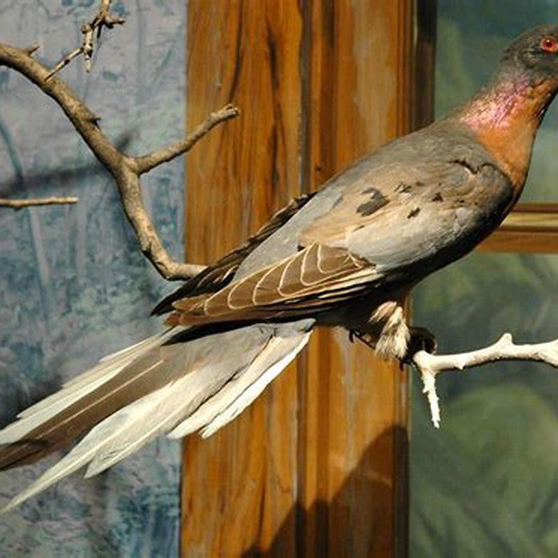 Who Killed The Last Passenger Pigeon Diy Seattle