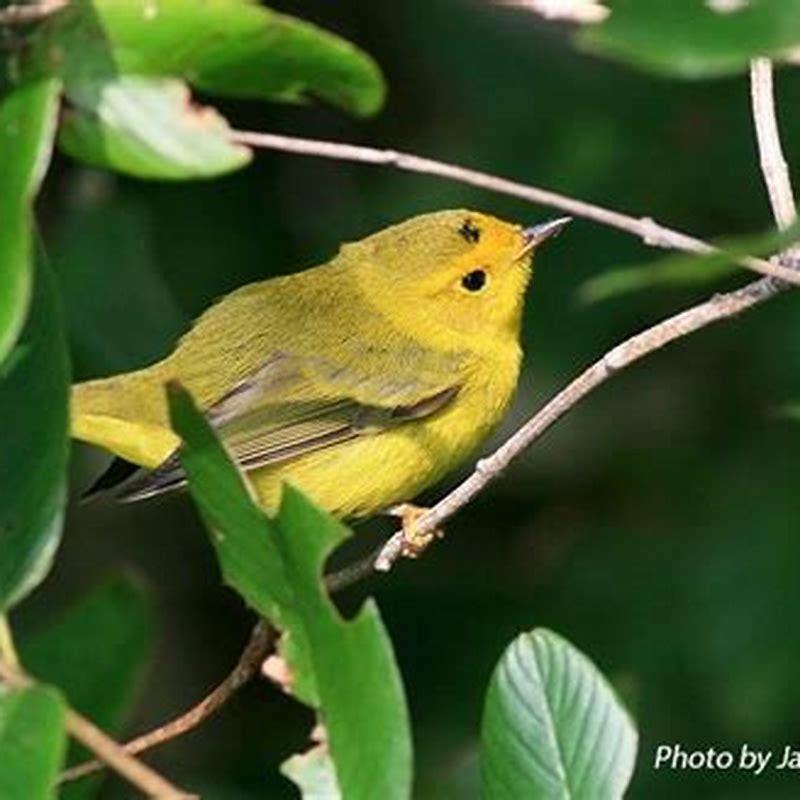 Who was Wilson’s warbler named for?