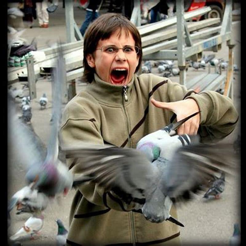 Who wrote the birds by Alfred Hitchcock?