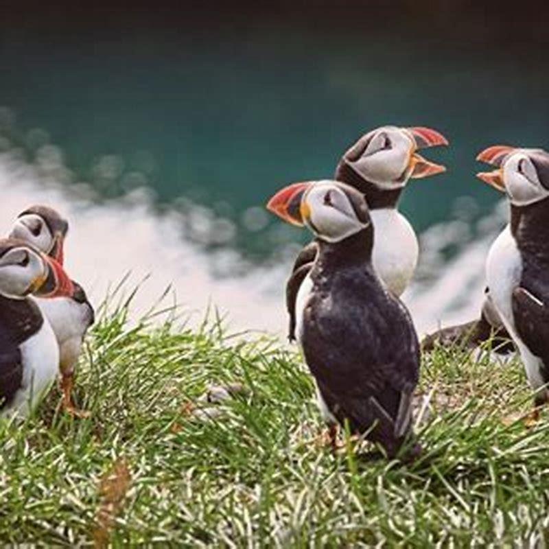 Why Are Atlantic Puffins Important Diy Seattle