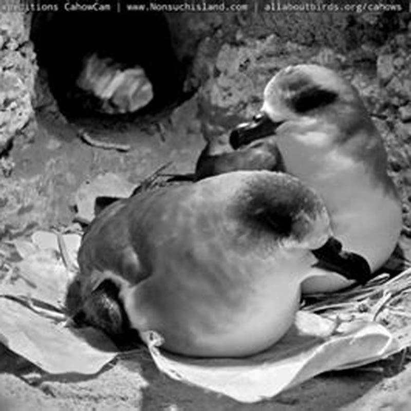 Why are Bermuda petrels endangered?