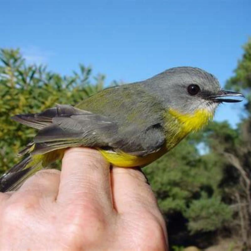 Types Of Birds With Yellow Beaks