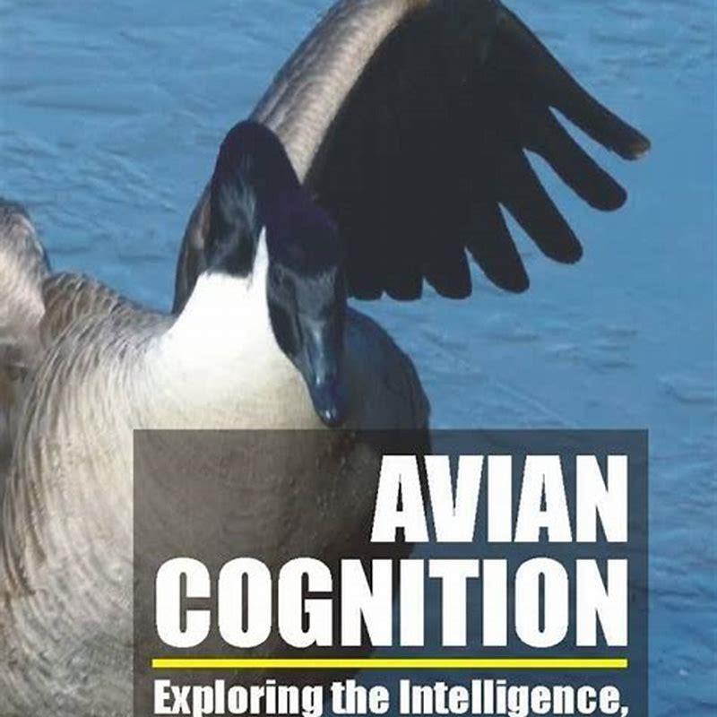 Why are birds compared to books?