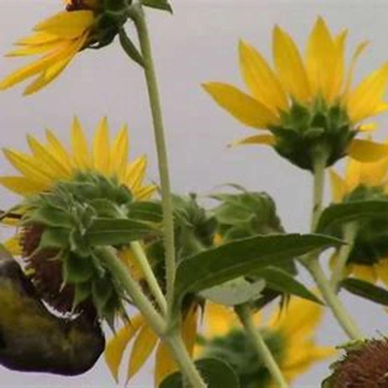 Birds Eating Food Quotes