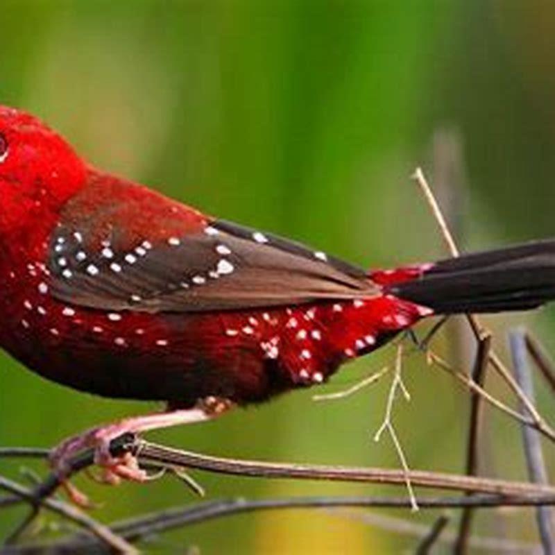 Why are birds eyes red? - DIY Seattle