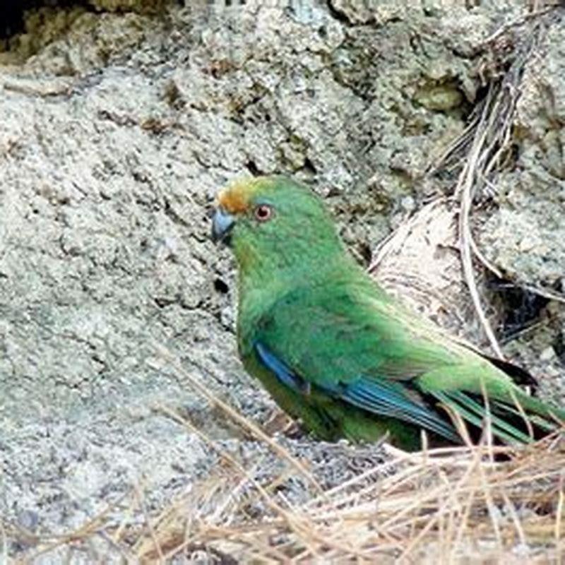 Why are birds of paradise endangered?