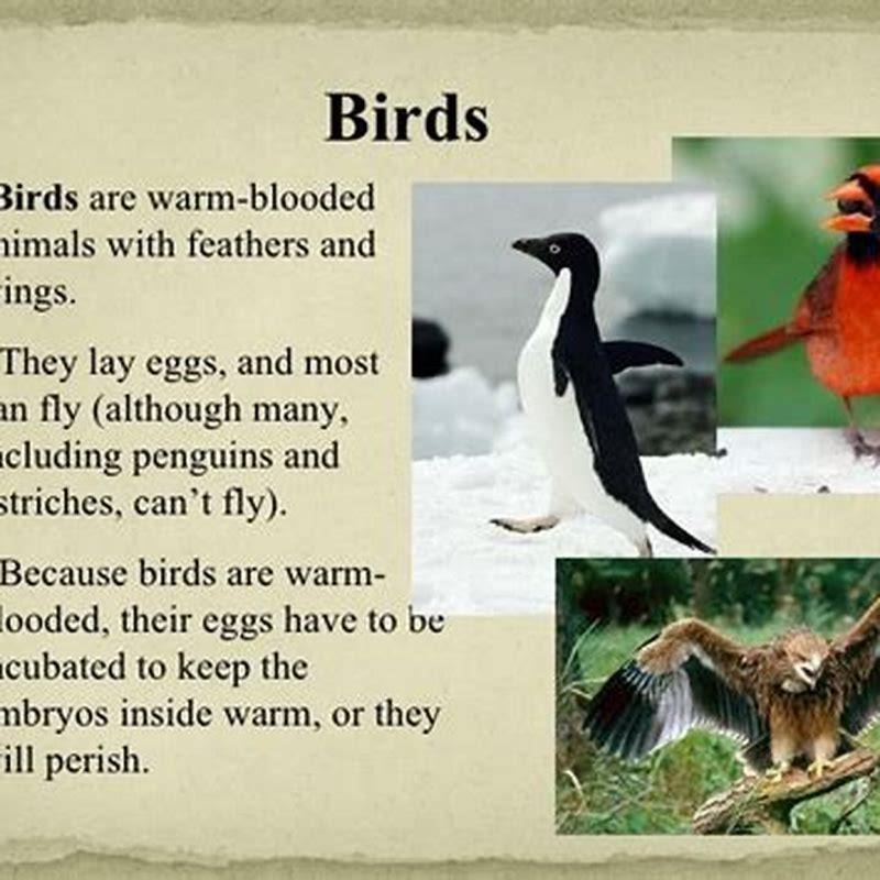 Why are birds warm-blooded reptiles? - DIY Seattle