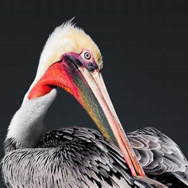 Why are brown pelicans important?