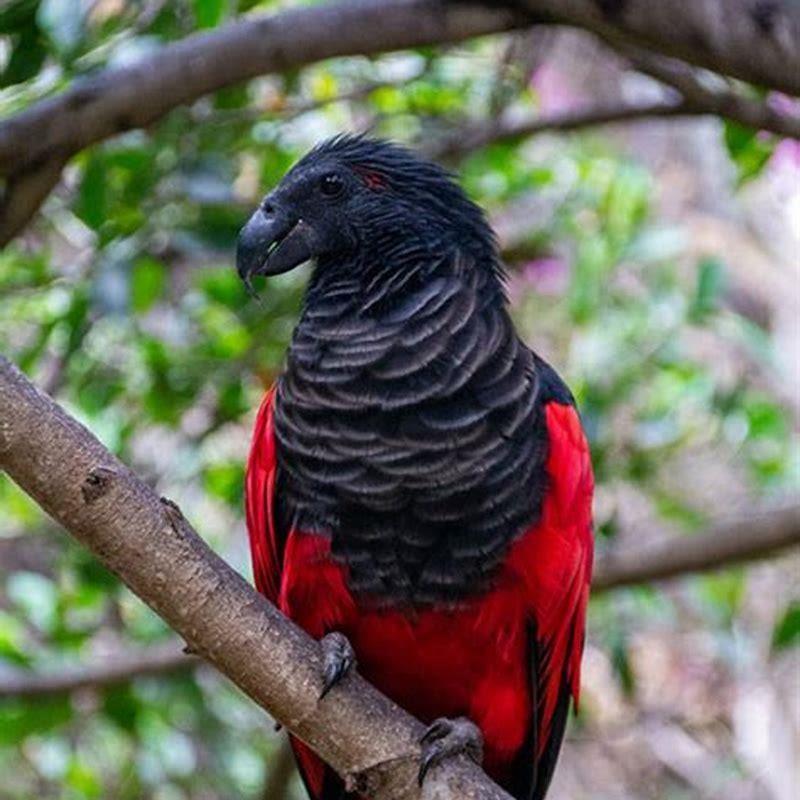 Why are Dracula parrots called that?