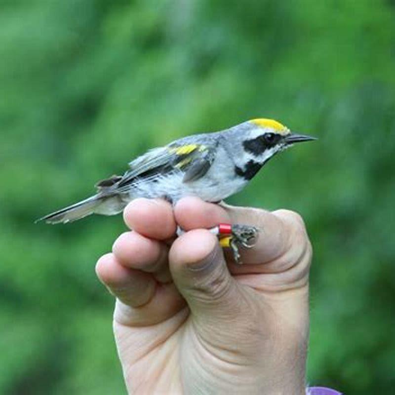 Why are golden-winged warblers endangered?