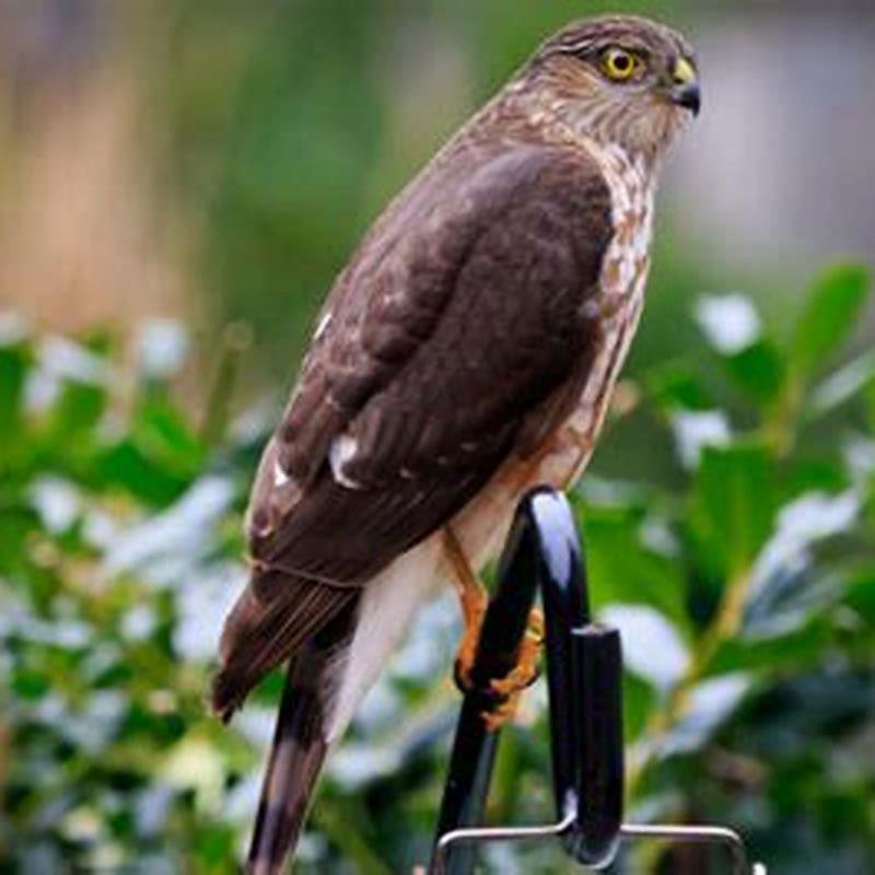 Why are hawks hanging around my house? - DIY Seattle