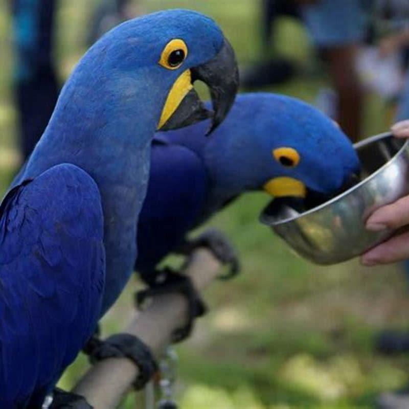 Why Are Hyacinths Called Macaws DIY Seattle