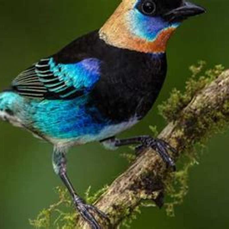 Why are male animals more colorful than females?