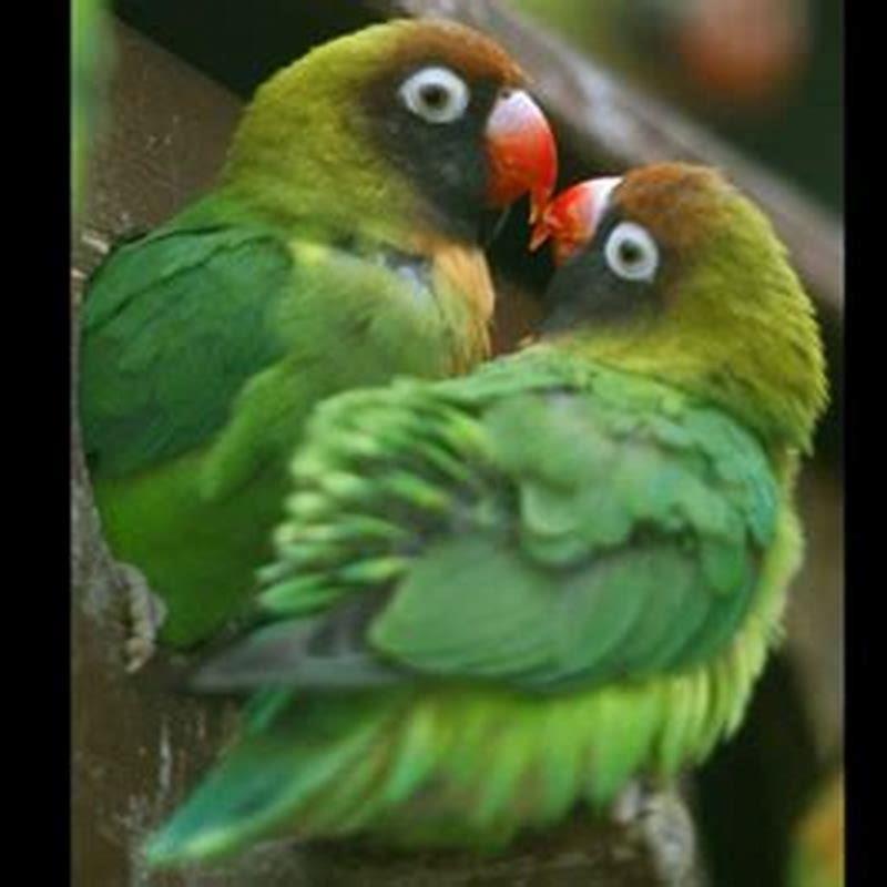 Why are many birds monogamous?