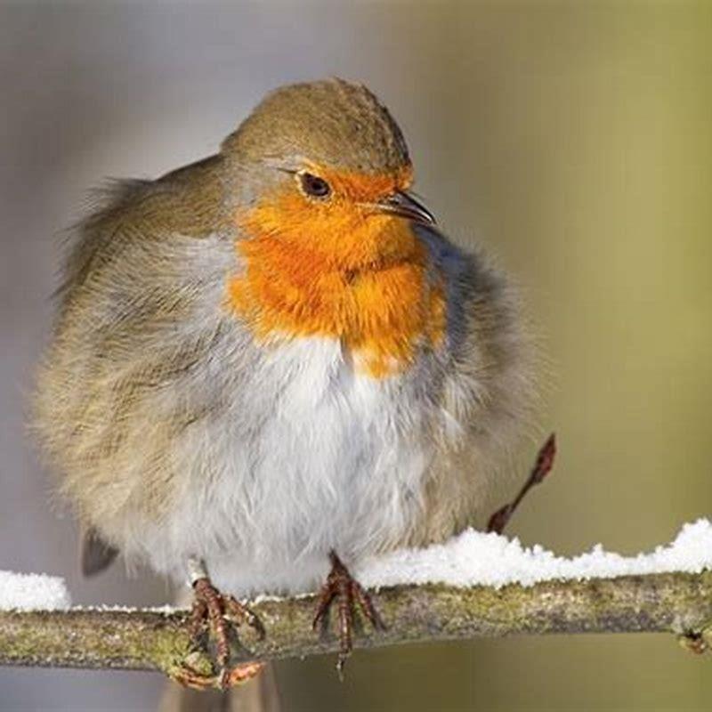 Why are my birds feathers ruffled?