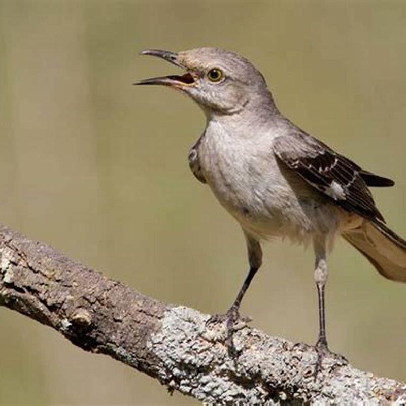 why-are-northern-mockingbirds-aggressive-diy-seattle