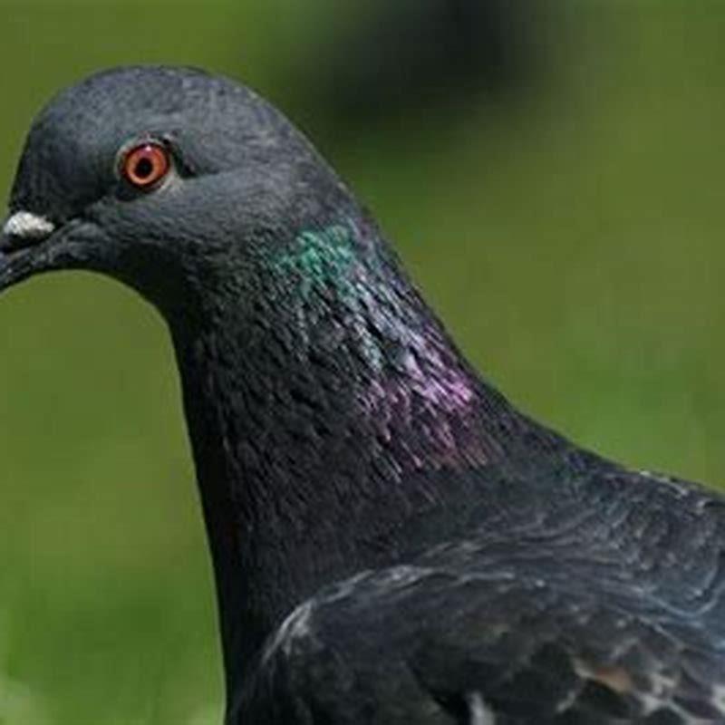 Why are pigeons Dirty birds?
