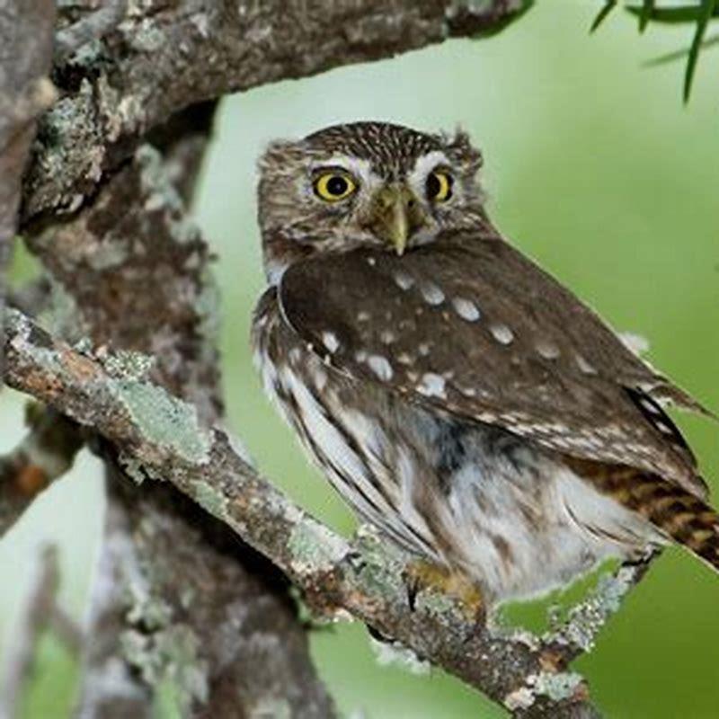 Why are pygmy owls endangered?